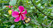 Click on image to enlarge