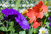Click on image to enlarge