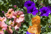 Click on image to enlarge
