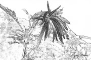 Click on image to enlarge