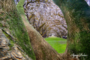 Click on image to enlarge