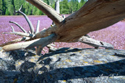 Click on image to enlarge