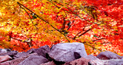 Click on image to enlarge